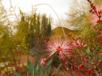Pink Baja Fairy Duster Bloom in Desert Landscape with a variety of other plants.